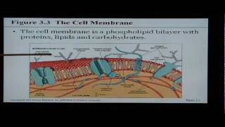 Anatomy and Physiology Help: Chapter 3 The Cell