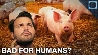 Was Domesticating Animals A Huge Mistake?