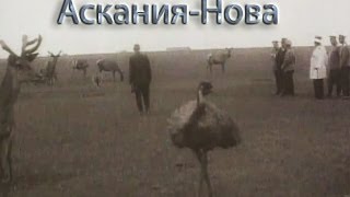 Таврида. Заповедник Аскания-Нова. 1914 год. Визит Николая II в заповедник в апреле 1914 г.