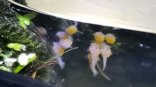 The Green Dragon Pleco Eggs Hatched! & Mom Ate Half... A Cheap & Easy Ancistrus Fry Breeding Fix