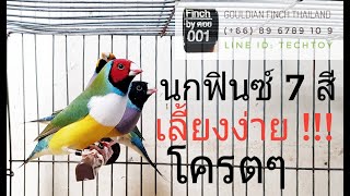 การเลี้ยง นกฟินซ์ 7 สี (Lady Gouldian Finch)