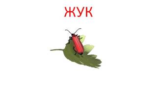 Развивающее видео для детей от 1 года  Насекомые  Карточки Домана