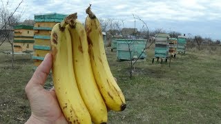 Эксперимент с бананом на пасеке весной