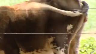 Empresa apresenta produto para ajudar no manejo da mosca-dos-estábulos