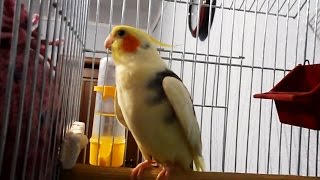 Попугай корелла поет. Пение кореллы Тимошки. Cockatiel sings