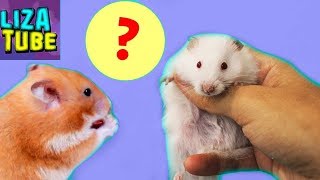 Хомячок Ириска беременна? Лабиринт из БАНОК для хомяков \ LizaTube