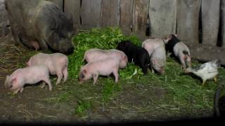 Поросята едят.40 дней к продаже готов.Piglets edyat.40 days ready for sale.