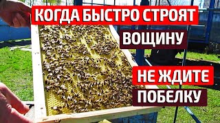 Расширение пчелиных гнезд  Постановка вощины  Нет суши на 145