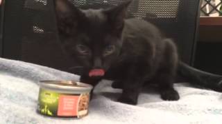 Turkey the shelter cat goes "gobble, gobble" when she eats