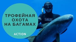 Трофейная охота на Багамах. Spearfishing teamwork.
