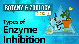 Types of Enzyme Inhibition - Biochemistry of Cell - Biology Class 11
