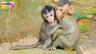 Daniela baby clever escape from Dee Dee run to mom | Baby happy with best friend | Monkey Daily 4078