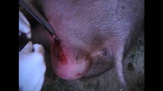 Кастрация здорового кабана в одиночку / castration of boar