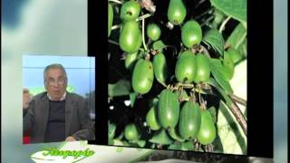ΑΕΙΦΟΡΙΑ  ΑΚΤΙΝΙΔΙΟ - KIWI - ACTINIDIA DELICIOSA