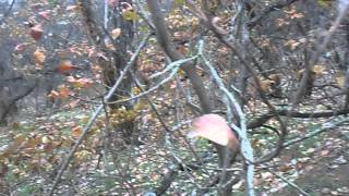 Барсучья нора,охота на барсука.Nora badger,hunting badger