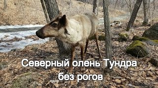 Северный олень Тундра без рогов