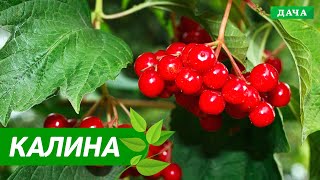 ДАЧНИКИ: КАК ОБРЕЗАТЬ КУСТ КАЛИНЫ