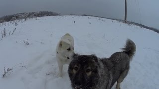 АЛАБАЙ? И КАВКАЗСКАЯ ОВЧАРКА