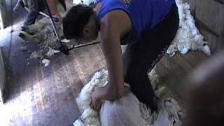 sheep shearing in wairarapa