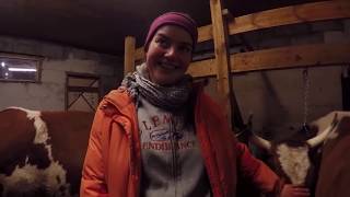 3 000Р ЗА 10 МИНУТ В ДЕРЕВНЕ! ОСЕМЕНЕНИЕ КОРОВЫ. СТОЙЛО. КОРОВНИК