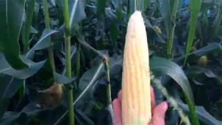 Наша супер -сладкая кукуруза на капельном поливе.