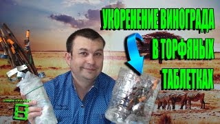 УКОРЕНЕНИЕ ЧЕРЕНКОВ ВИНОГРАДА. ЭКСПЕРИМЕНТ С ТОРФЯНЫМИ ТАБЛЕТКАМИ ЧАСТЬ 1. СЕВЕРНЫЙ ВИНОГРАДНИК