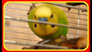 Любимые жердочки//Как волнистый попугай грызет жердочки//Птицы