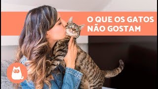 Gatos gostam de beijos? - NÃO! ??