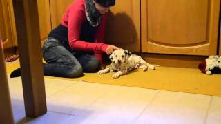 Argo - cucciolo di dalmata dolcissimo