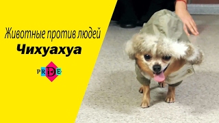 Чихуахуа - все о породе, привычках, уходе! / Pride TV