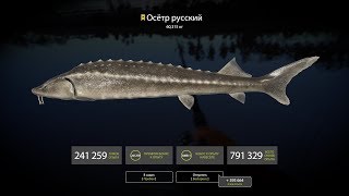 Трофейный осётр русский 60,315 кг