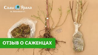 Получение заказчиком саженцев из Питомника Сады Урала Весна 2017