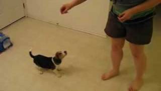Beagle puppy demonstrates tricks