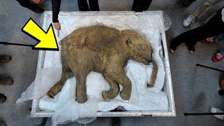 ВЫМЕРШИЕ ЖИВОТНЫЕ, Которые МОГУТ БЫТЬ ЖИВЫ На Самом Деле!