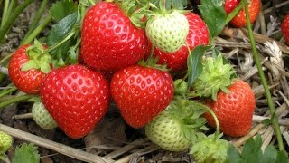 АНГЛИЙСКИЙ СПОСОБ ВЫРАЩИВАНИЯ КЛУБНИКИ!БЕЗ ПОЛИВА И ПРОПОЛКИ!