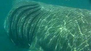 Basking shark up close