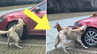 Man Kicks A Stray Dog But It’s What The Stray Dog Does That Breaks The Internet!