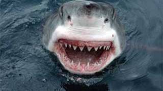 New Shark Attack