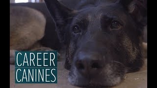 Wounded warrior dog helps Army sergeant return home from Afghanistan - 'Career Canines' S1 E1