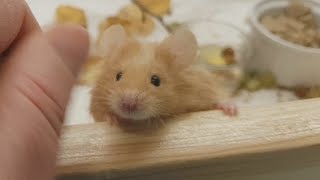 Tour of the Mousery Part 5, building a Mouse Home, special care for Amara