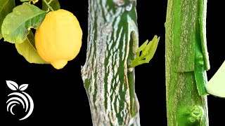Grafting Lemon Trees – Grafting Fruit Trees by T-budding
