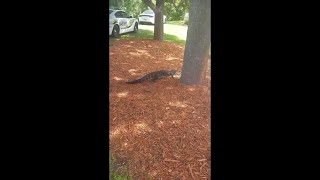 Deputies transport gator in the back of police cruiser