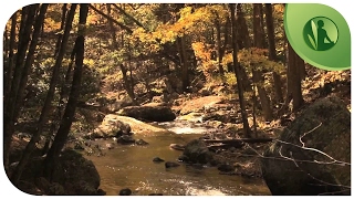 Música Anti-Depressão e Ansiedade, Equilibrio dos Chácras com Sons da Natureza