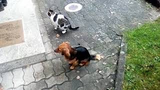 Amy und Momo, eine "Hunde-Katzen-Freundschaft" #Hund #Katze #Pferd #Amy #Finja #Momo #Miro