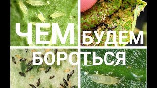 вредители орхидей чем будем бороться