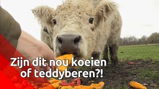 Gezond snacken met Galloways in Made - Brabants Buske