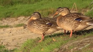 Дикие утки. Утки на реке. Wild ducks. Wipe on the river.