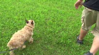 Part III of III: Dogman eyewitness north of Horicon Marsh, Wisconsin