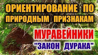 ОРИЕНТИРОВАНИЕ В ЛЕСУ, ТАЙГЕ. Как найти север. Муравейники. Ориентирование на местности.
