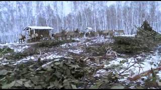 «Арнайы репортаж». Бұғылар